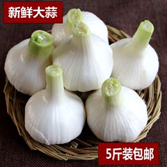 安丘农家新鲜大蒜 紫皮独头蒜 调味蒜头2016年新蒜 出口蒜5斤装