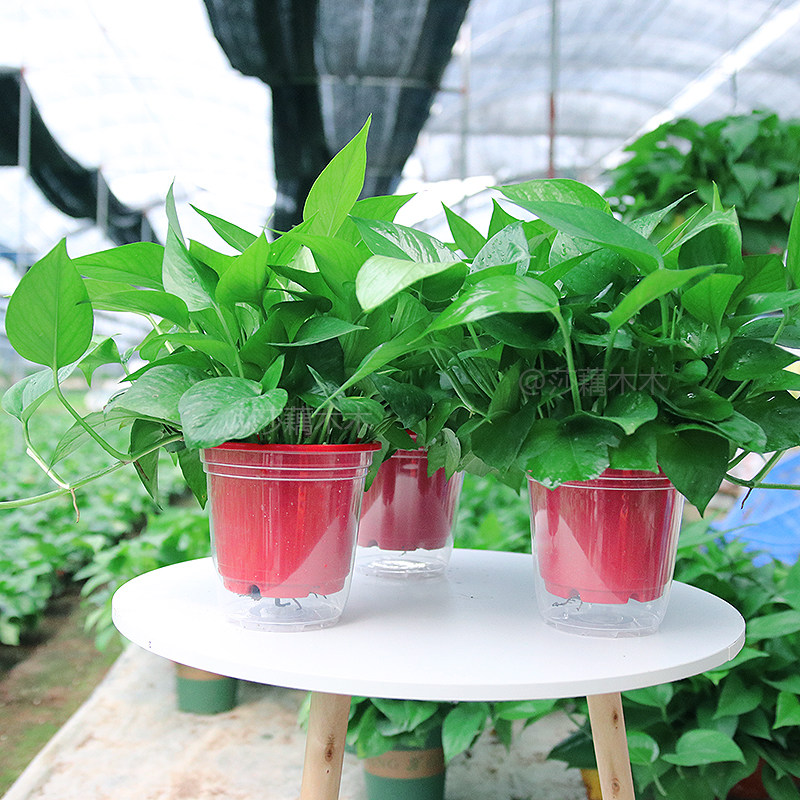 高脚红盆绿萝盆栽办室内水培吊兰吸甲醛绿植定制订单资源开放普通