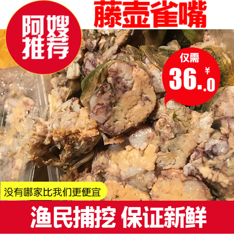 东海野生藤壶雀嘴鲜活海鲜水产贝壳贝类稀有250g岩石采挖cuo触嘴