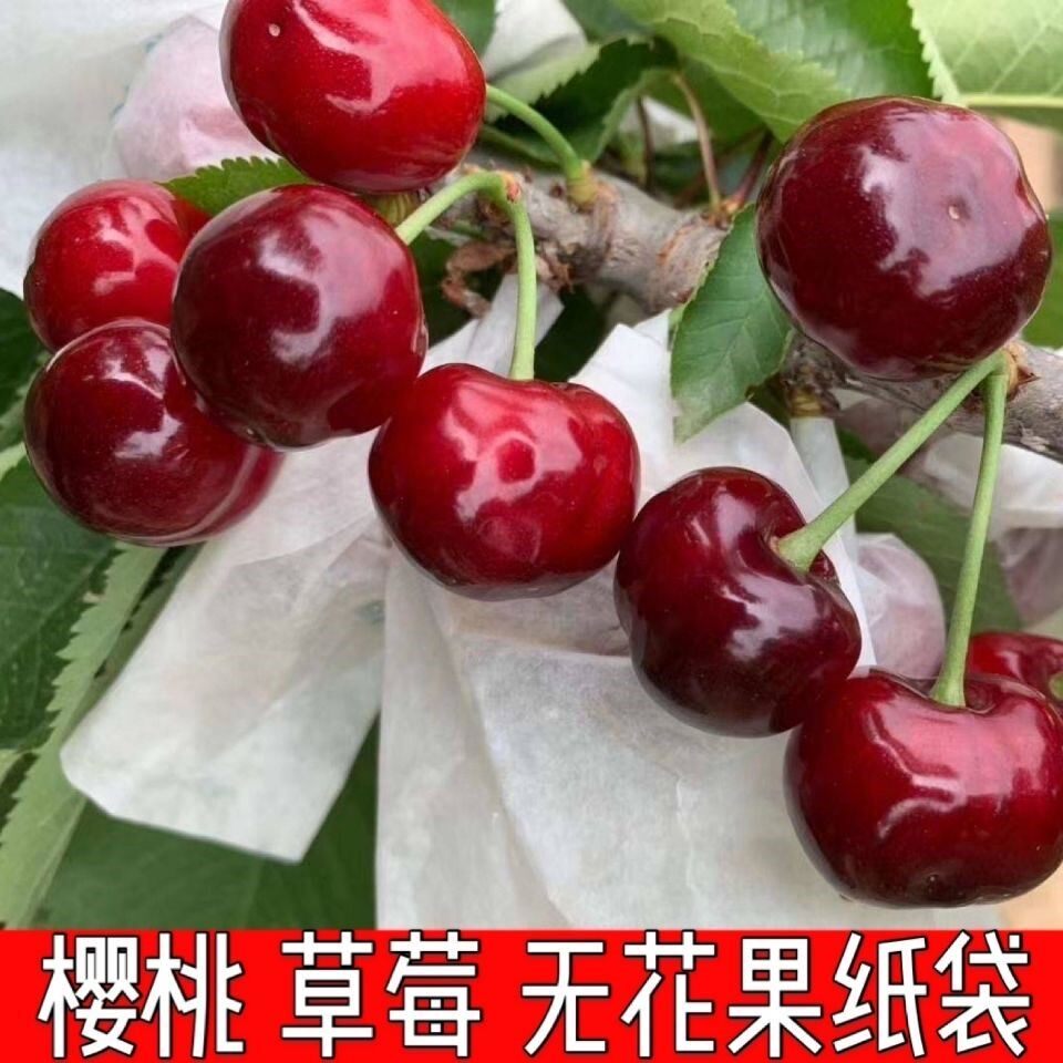 樱桃保护套袋神器透气育果袋防虫病害车厘子小纸袋专用青枣防水袋
