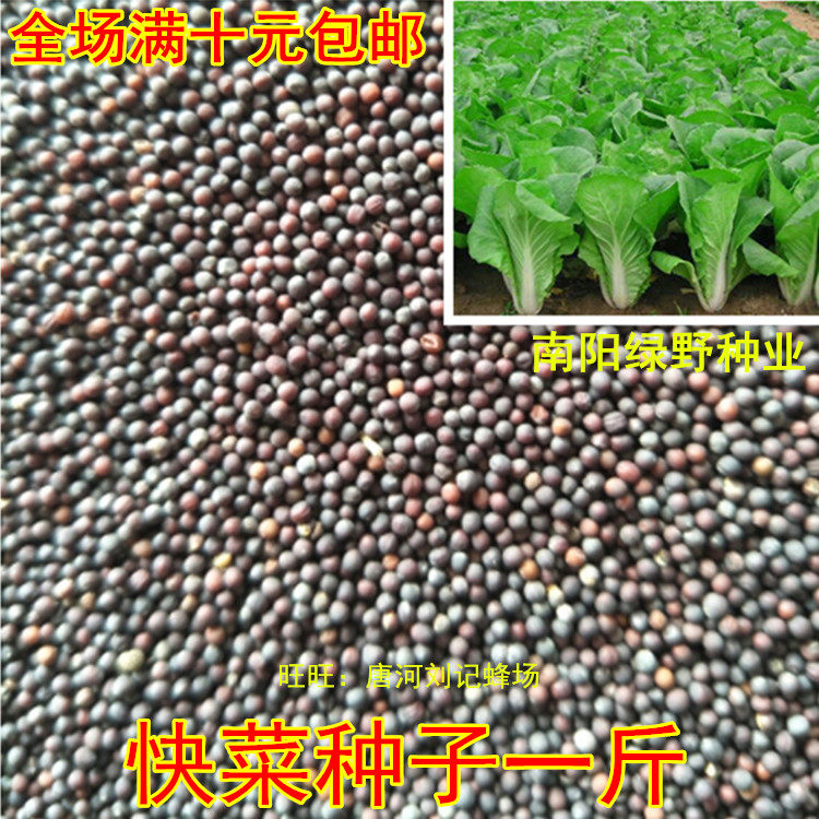 速生快菜种子一斤 半斤50克 小白菜种籽青菜种子,四