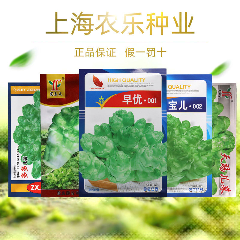 四川儿菜种籽种子抱子菜芥菜种籽脆嫩特大早熟包邮