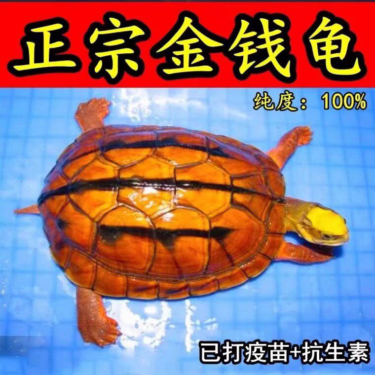 金钱龟纯正-特价促销-优惠券领取-价格|多少钱|什么牌子好-35优惠券