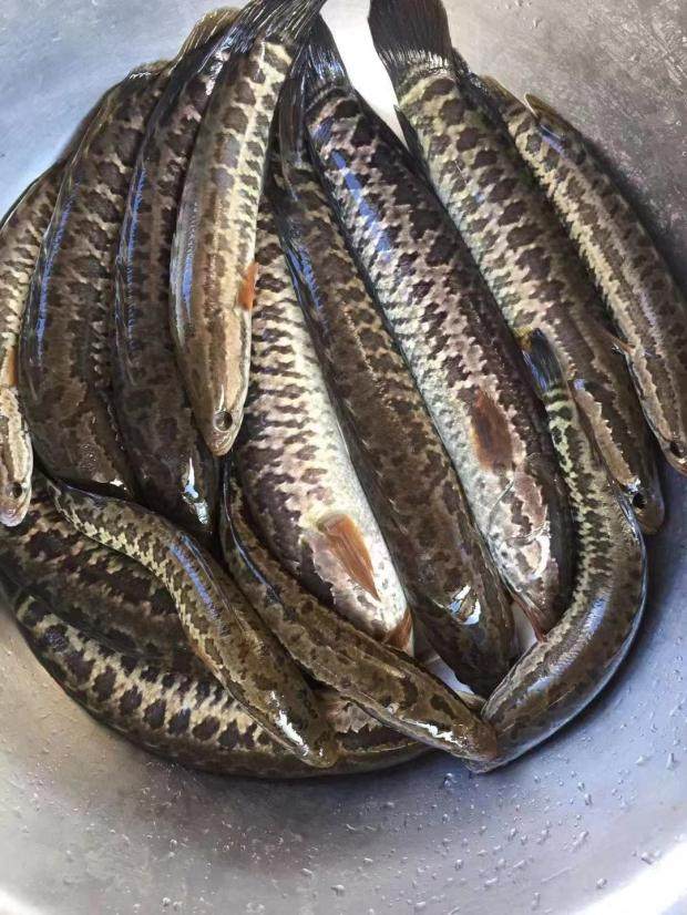 野生 生鱼 坑鱼 斑鱼 黑鱼 妇幼食品 滋补 河鲜 新鲜 送礼 营养