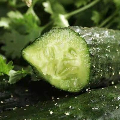 新鲜黄瓜天然刺黄瓜农家自种现摘现发黄瓜旱黄瓜顶花带刺黄瓜水果