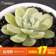 炮弹园艺 多肉植物组合盆栽盆景 进口多肉 阿尔巴白月影 室内绿植