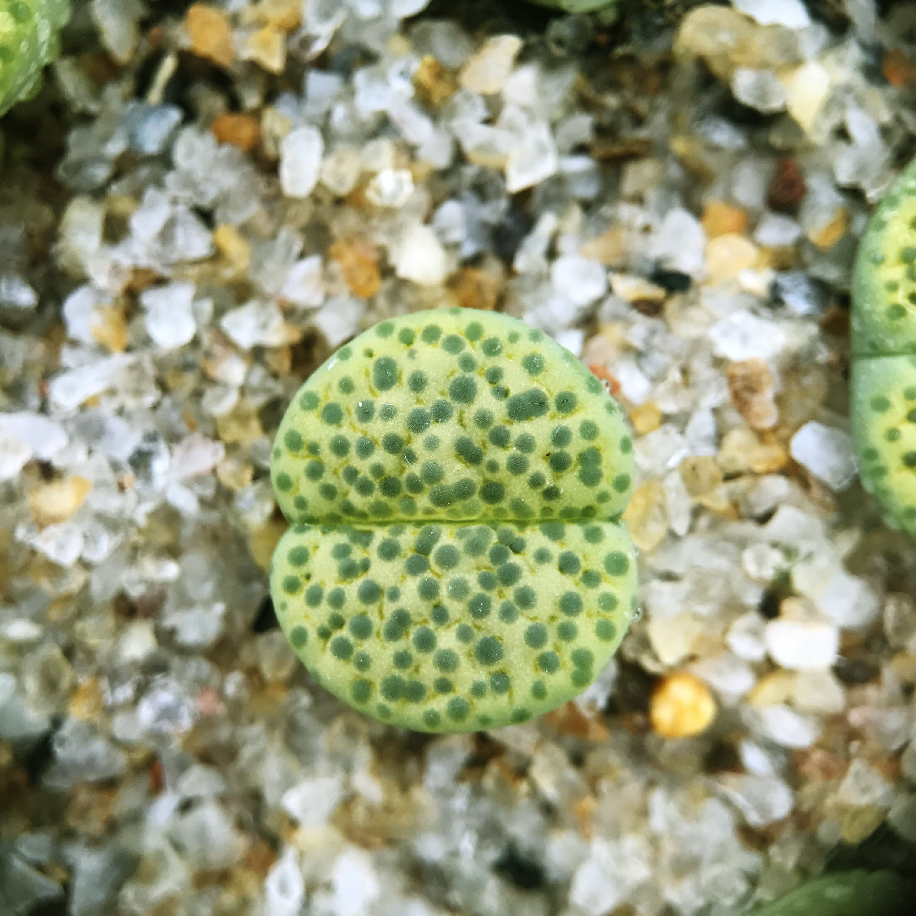 【cicimi多肉】c363绿微纹玉 黄微纹玉 生石花 屁股花 趣味 窗台