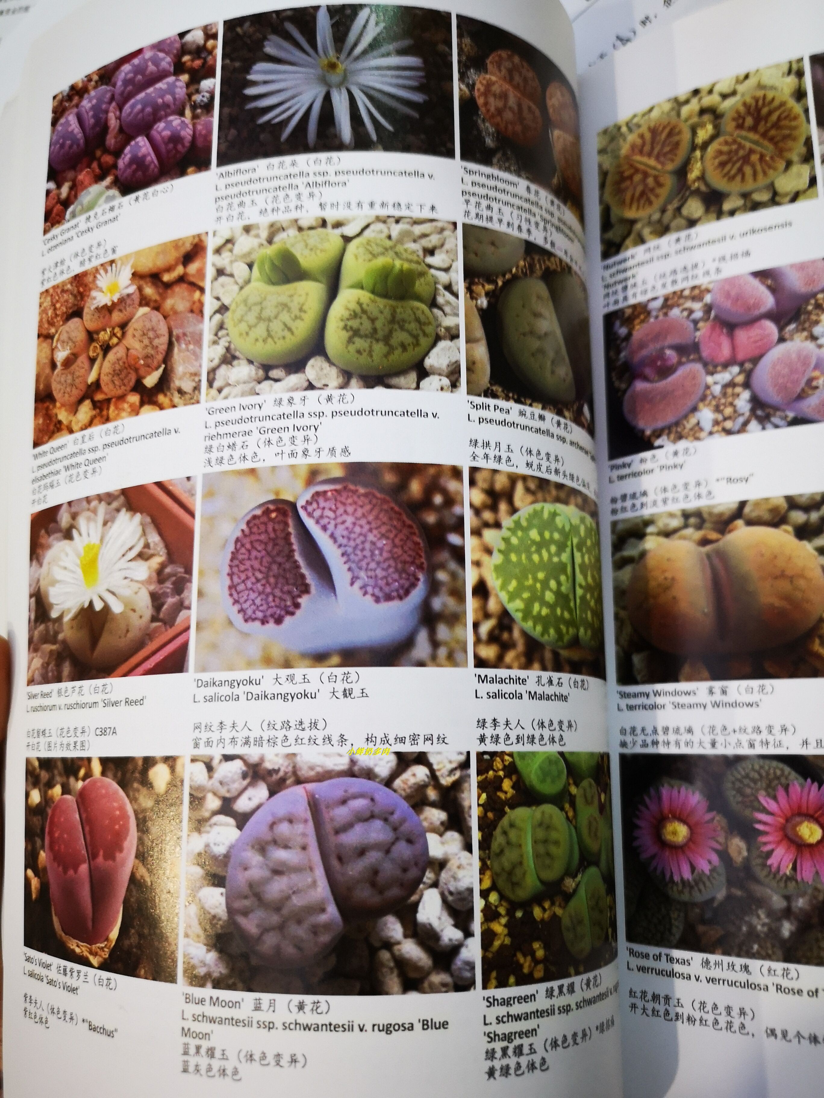 cicimi多肉 生石花图谱第三版  电子资料 肉锥图谱电子书大地宝石
