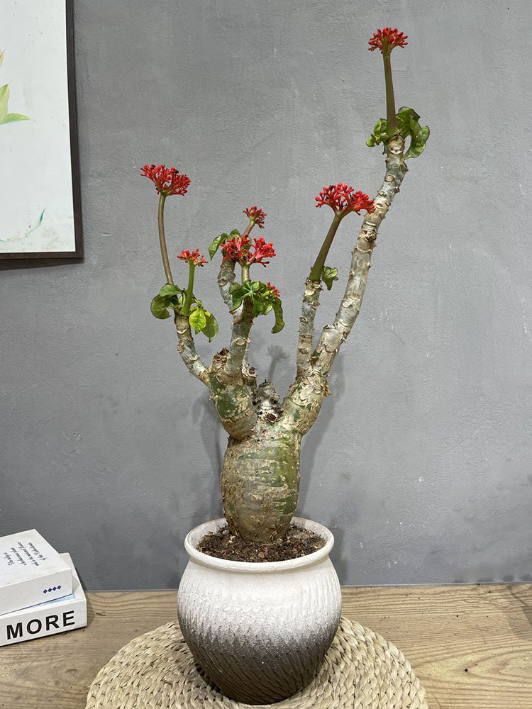 佛肚海棠盆栽大肚红花块根易活观花植物阳台庭院净化空气绿植花卉