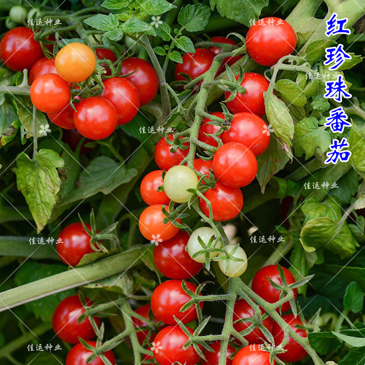 红珍珠小番茄种子 圣女果番茄 早熟高产甜不裂水果西红柿子露地种