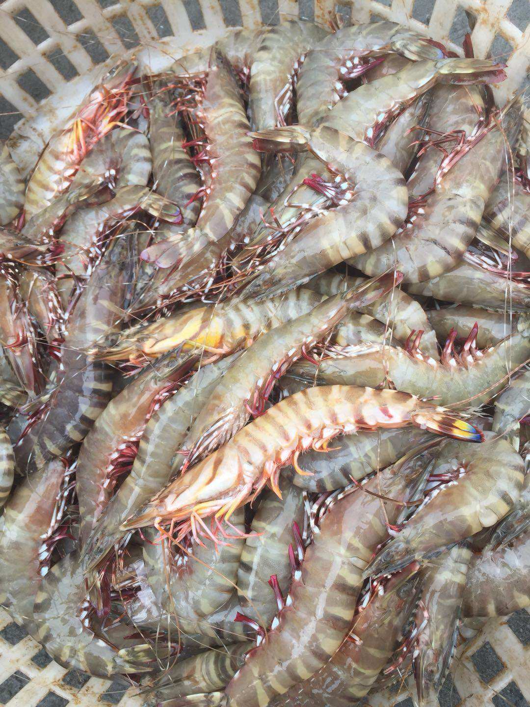 生鲜海鲜 鲜活水产 冷冻水产_黑节虾野生生鲜海鲜黑虎虾东山岛水产