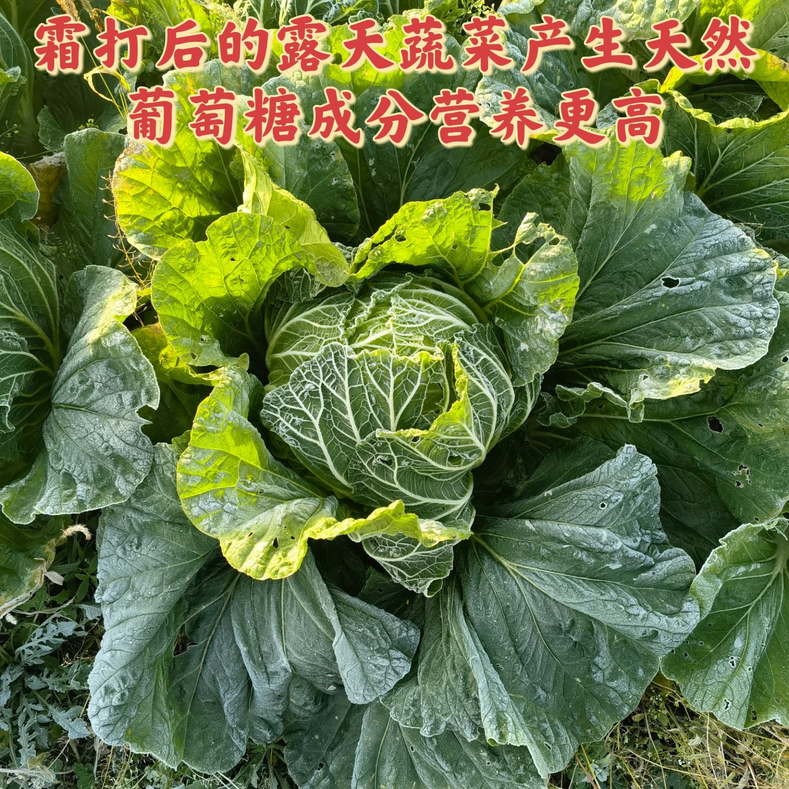 沧州冬菜