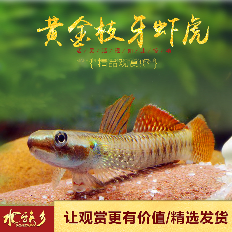 电光虾虎鱼7