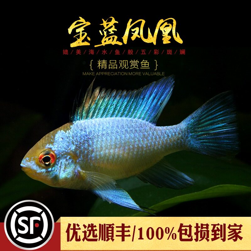波鱼观赏鱼百科图片_饲养繁殖_雌雄鉴别_sbike