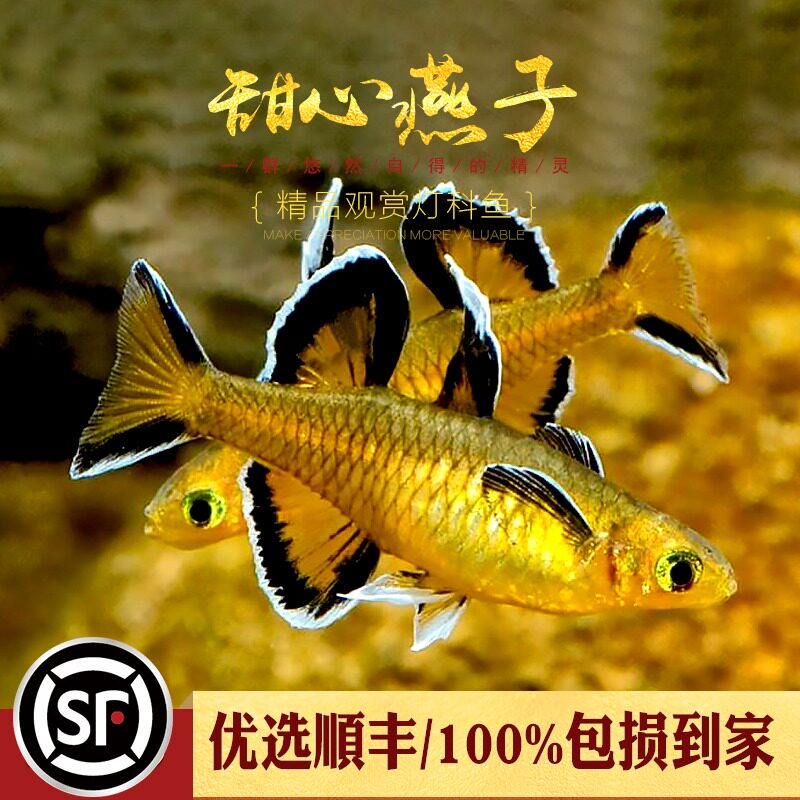 特价七彩神仙鱼活体_太平洋甜心燕子鱼热带观赏鱼橘色珍珠燕子美人