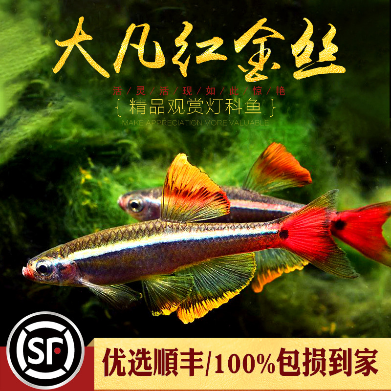 大帆瑰丽金丝鱼改良基因淡水鱼缸小型金丝灯鱼冷水热带群游鱼活体