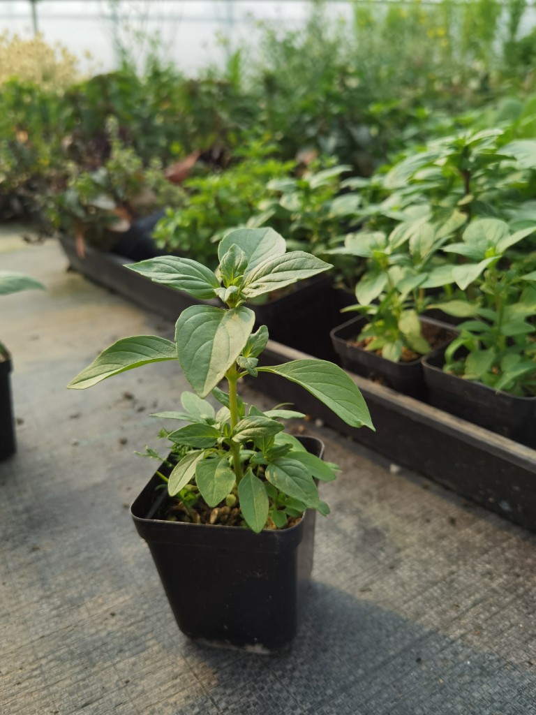 罗勒小苗初长成