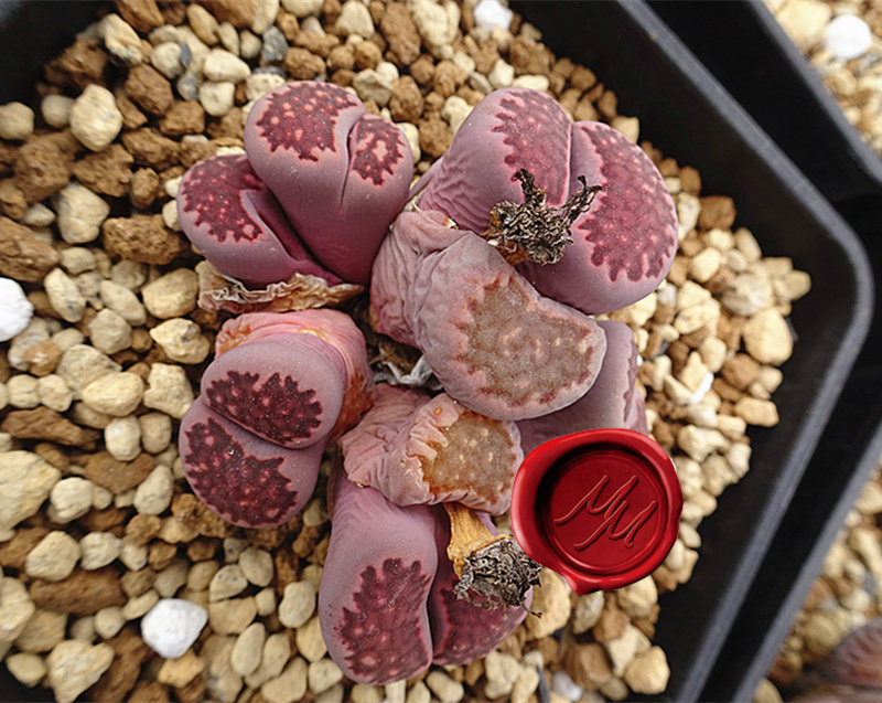 多肉生石花植物 紫李夫人 2年 1cm左右