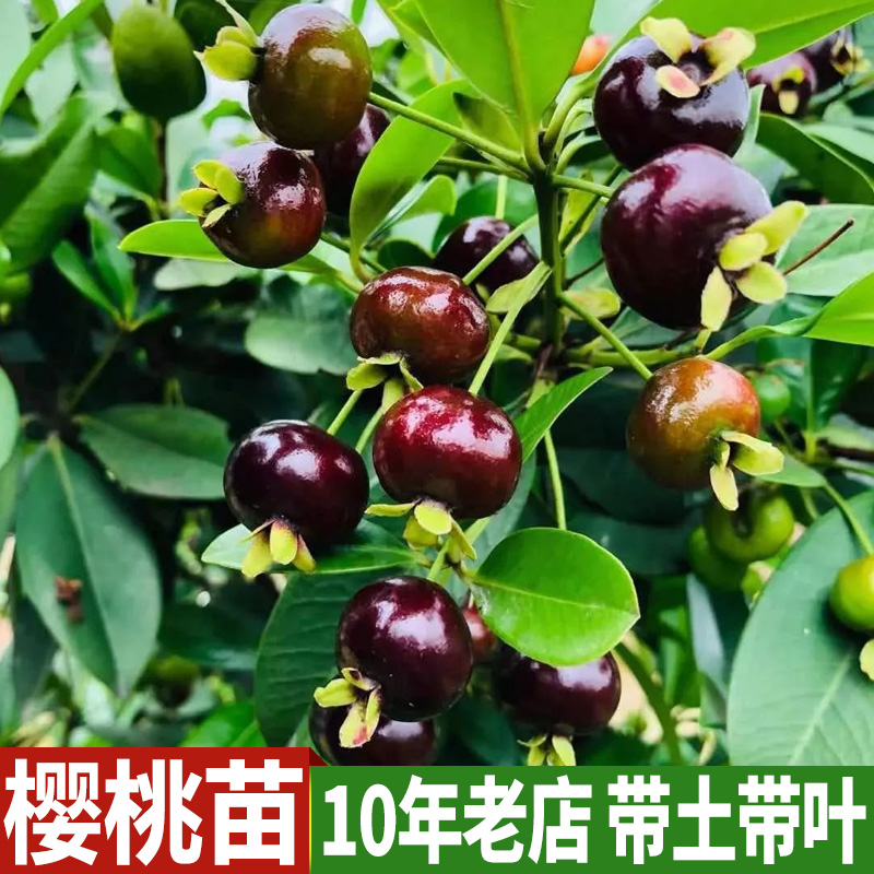 巴西樱桃苗 大樱桃树苗 南北方种植果树苗 车厘子苗 樱桃苗 盆栽