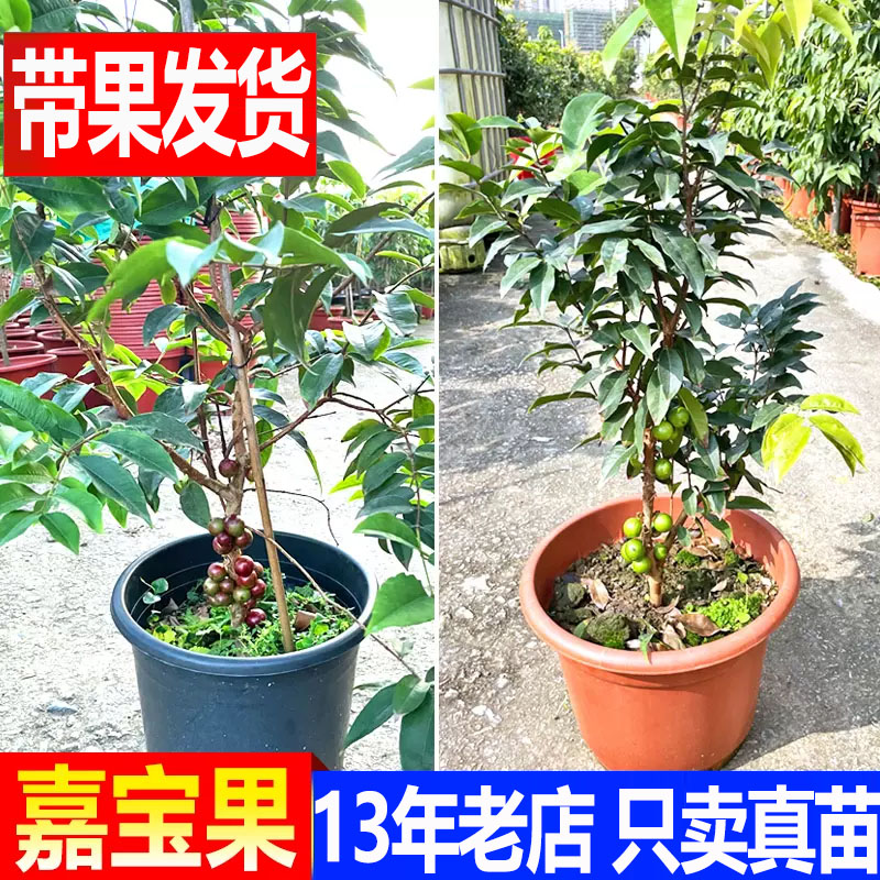 嘉宝果苗树葡萄苗四季早生果树苗台湾品种庭院果树苗盆栽带果发货