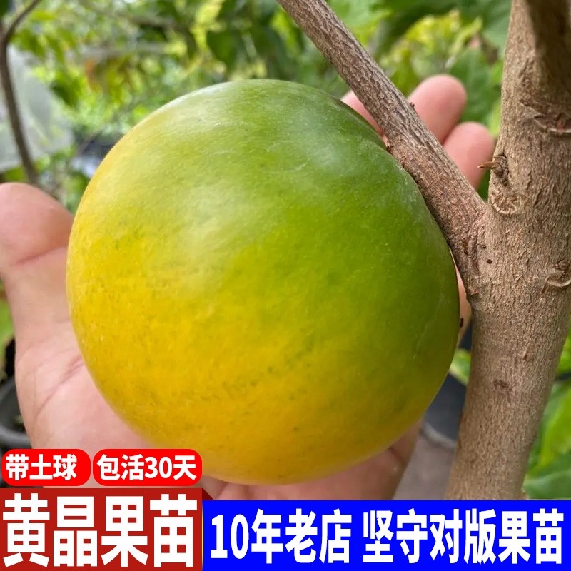 台湾名贵果树黄晶果苗黄金果树苗盆栽果树早结果雅美果亚美果包邮