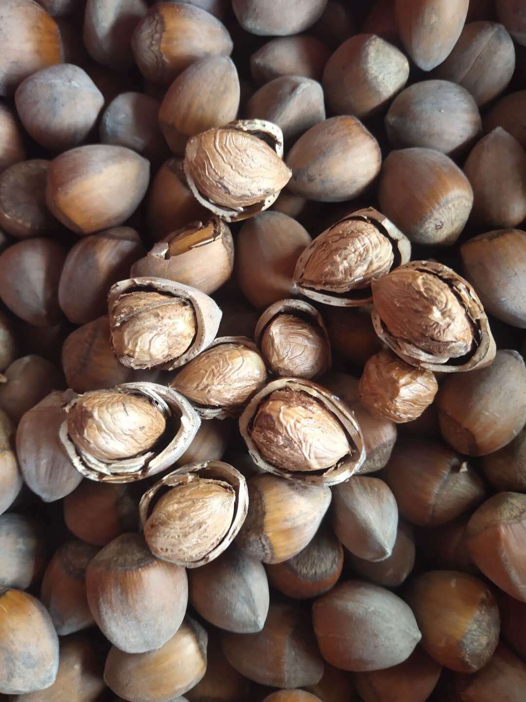 生榛子