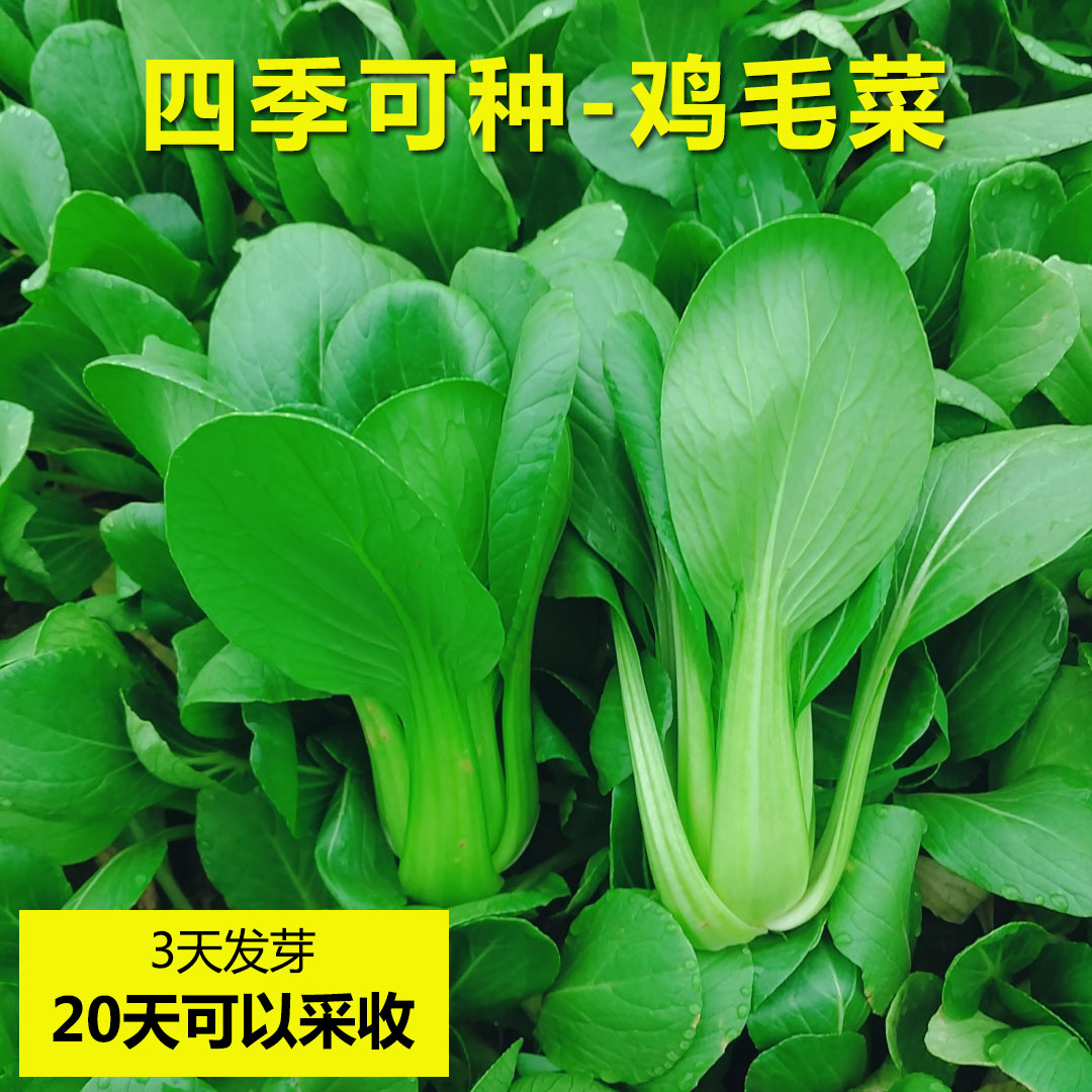 小青菜摄影图__蔬菜_生物世界_摄影图库_昵图网nipic.com