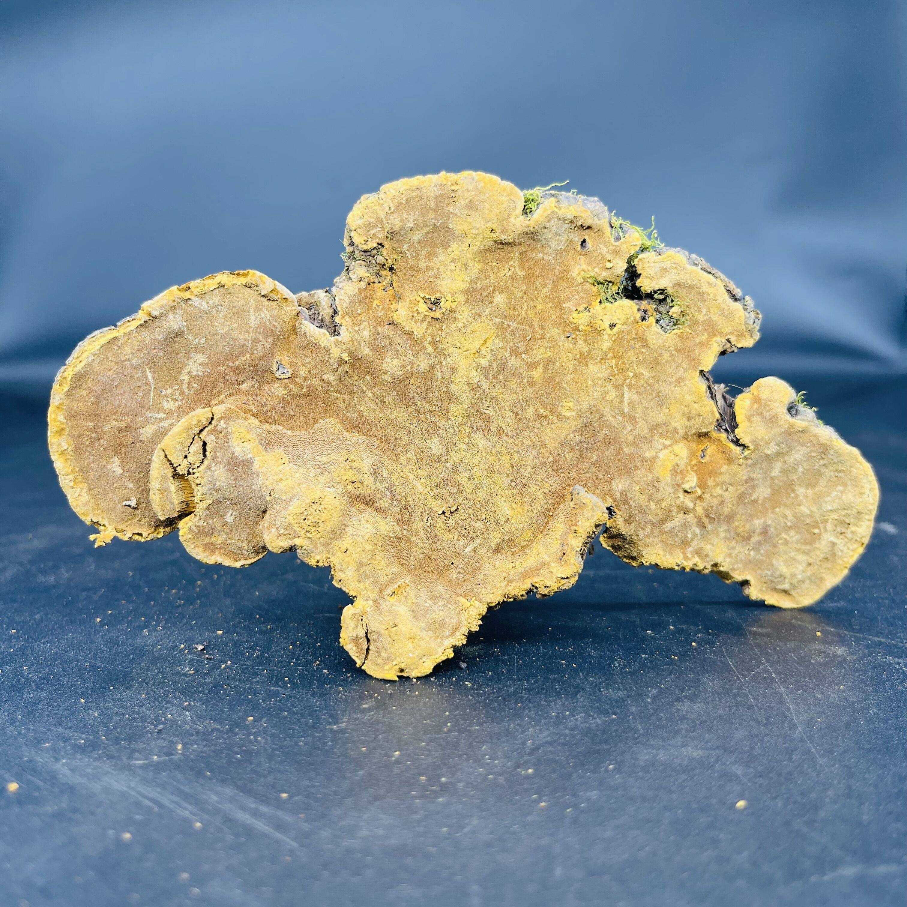 藏区野生岩桑黄多年生长岩桑500g精挑野生桑树桑黄菌森林黄金灵芝