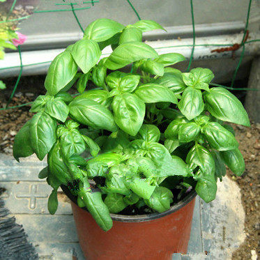 甜香罗勒九层塔西餐料理食用香草金不换绿植盆栽植物意大利苗