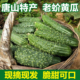唐山市特产老蚧黄瓜遵化新鲜山黄瓜大刺老芥黄瓜旱秋黄瓜老戒黄瓜