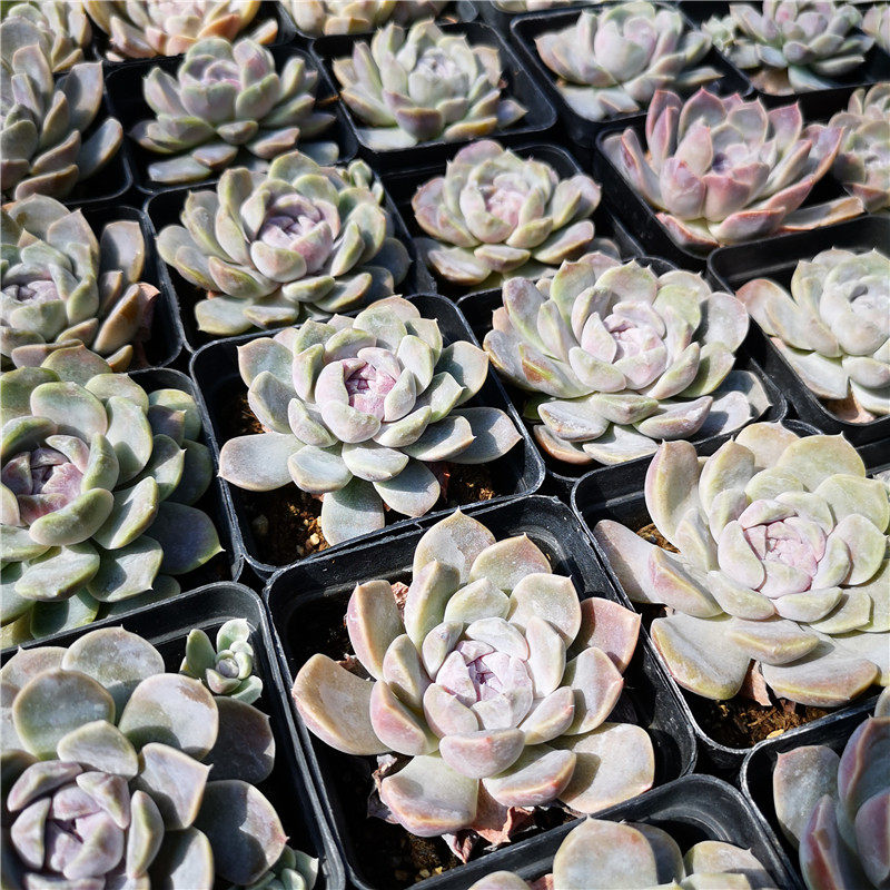 汉堡 多肉 多肉植物 不是雪兔 紫色 7厘米盆 满30包邮 不仅布蔓