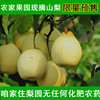 农家果园现摘山梨 鸭梨 汁多脆雪花梨 新鲜水果梨子 黄金梨2.5KG|ru 农家果园现摘山梨 鸭梨 汁多脆雪花梨 新鲜水果梨子 黄金梨2.5KG|ru