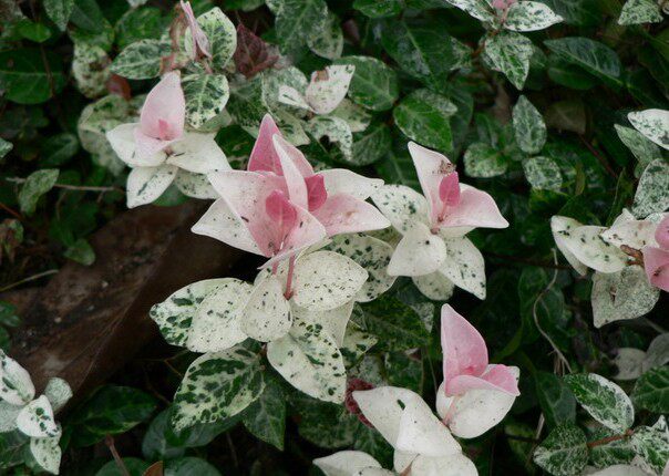 常绿藤蔓 叶色丰富会变 花叶络石  色彩斑斓 吸收甲醛 净化空气