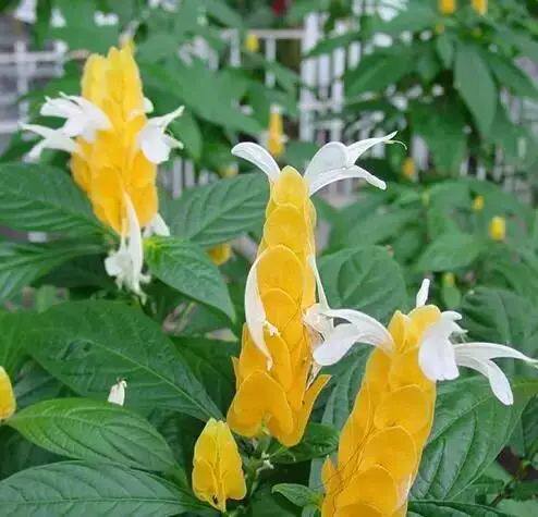 庭院阳台盆栽植物 黄虾金塔花  花期长 株型矮小玲珑常绿木本