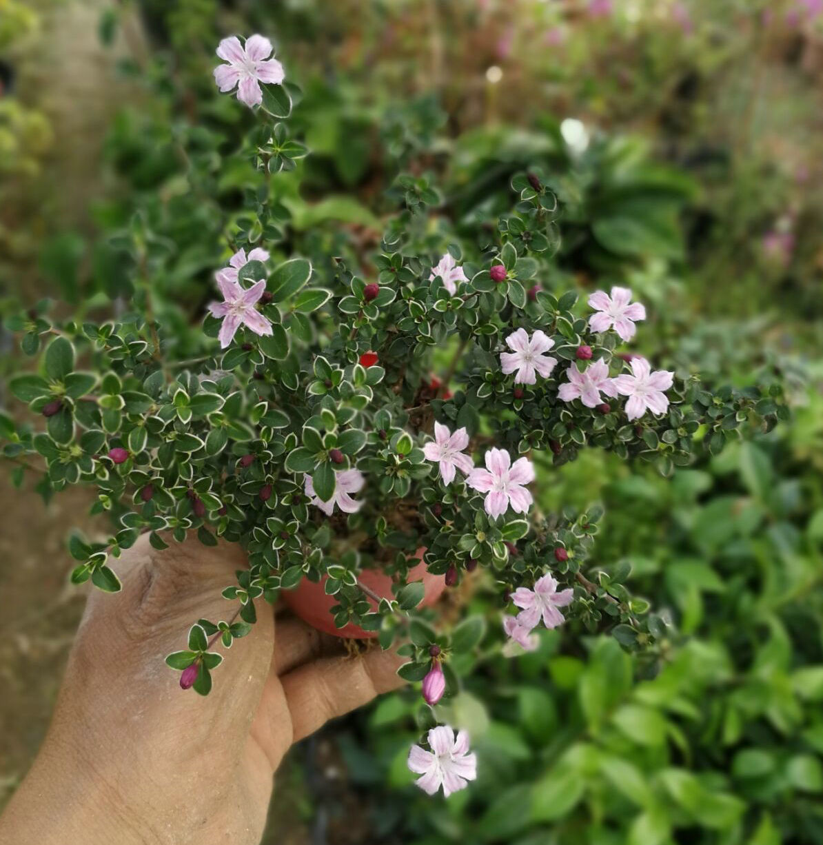 观花小盆栽盆景素材 开花好看少有的淡粉花金边六月雪 可修剪成型