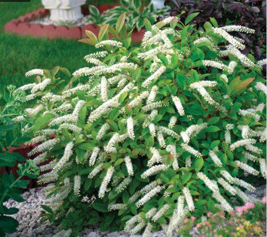 木本花卉新品种,荷兰鼠刺,易养,开花整串好看