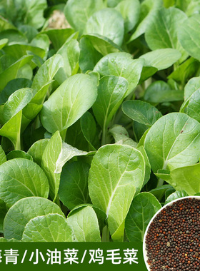 四季播苏州青上海青油菜籽蔬菜种子