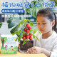 儿童种植观察套装小盆栽种孑向日葵草莓番茄种籽实验植物种子