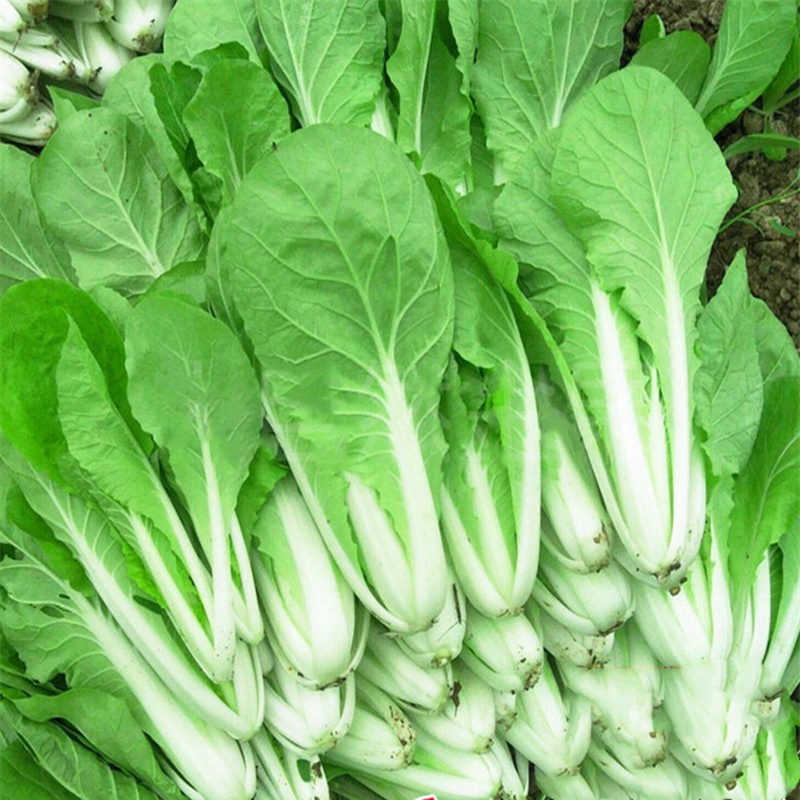 四季速生小白菜种子四季蔬菜种籽早熟小青菜阳台盆栽耐热奶油快菜