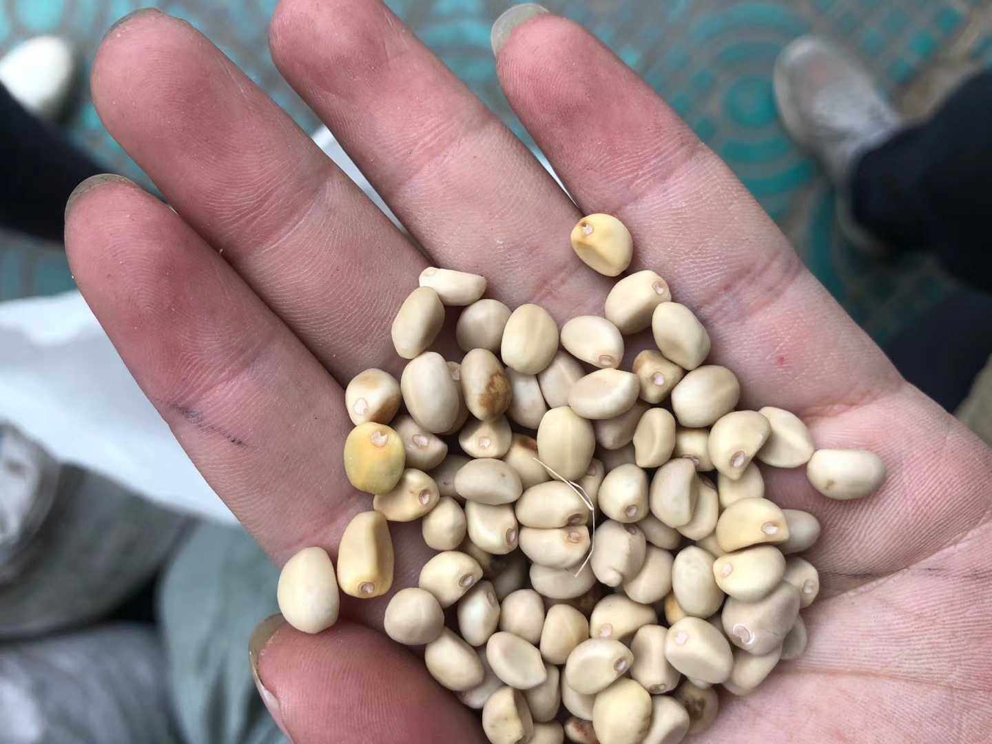 跌打豆拐子豆小偷豆另类的豆科植物野生中草药材种苗种子绿化苗木