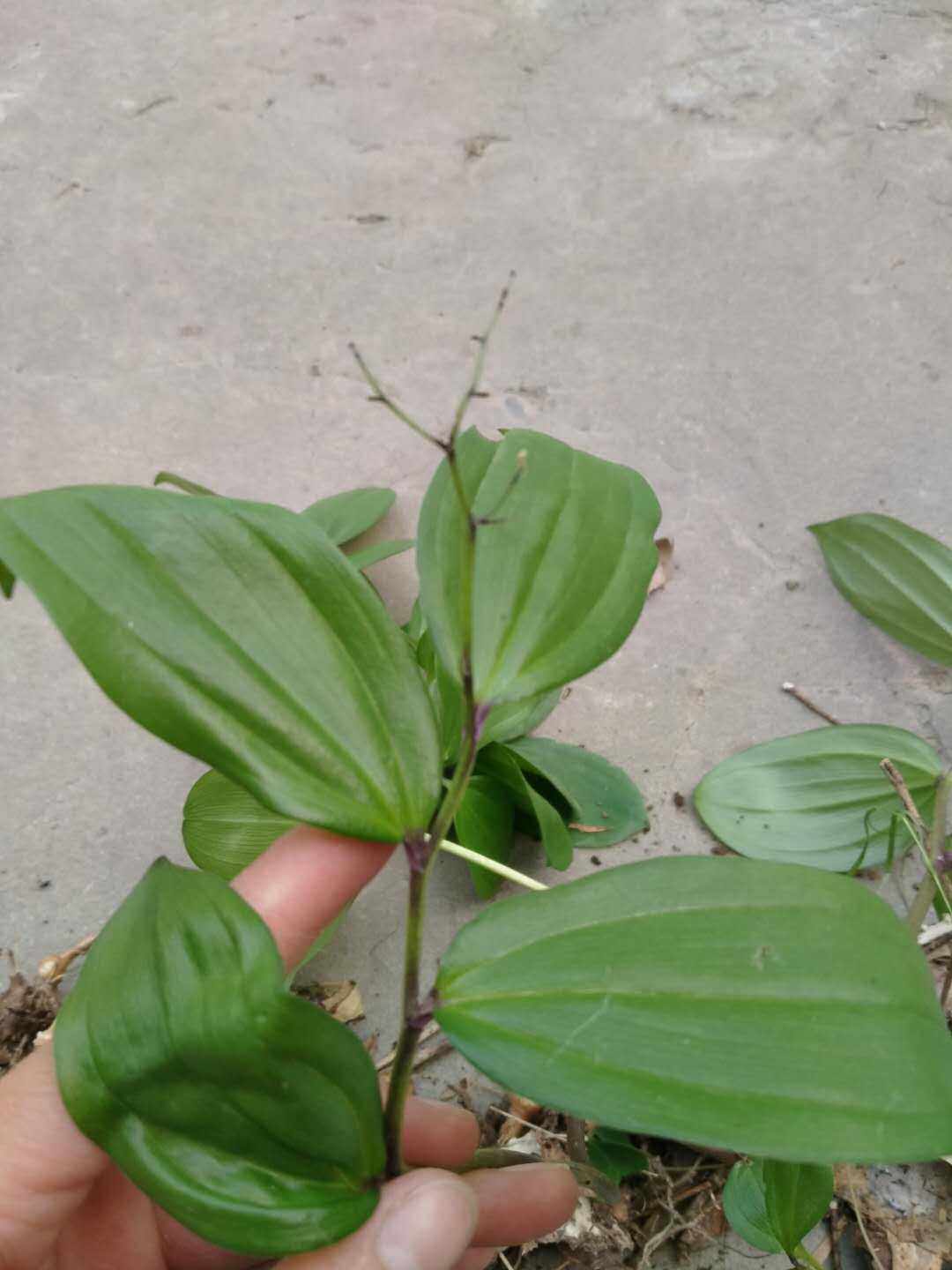 野生鹿药观赏药用盆栽花卉药材种苗种子新鲜全草阳台庭院盆景甘肃