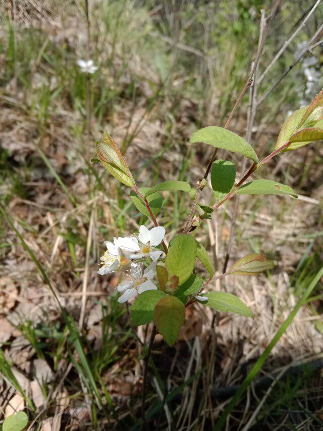欧李钙果中草药观赏药用药材种苗苗木种子庭院别墅野生水果