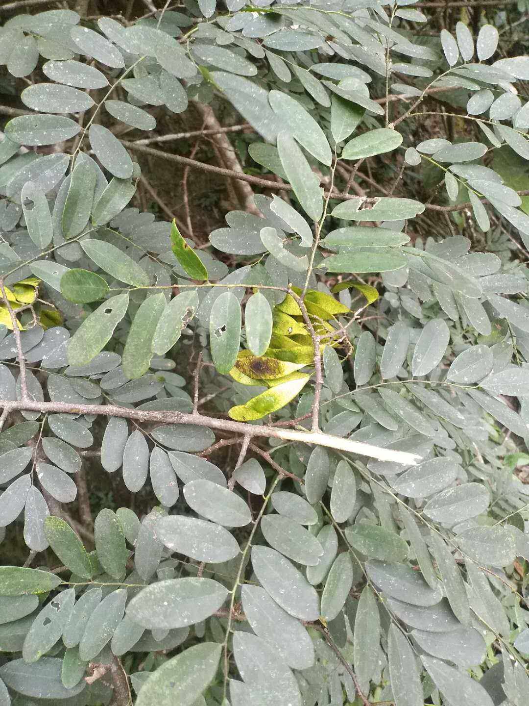 黄檀野生中草药材种苗种子乔木灌木园林绿化苗木华南植物豆科