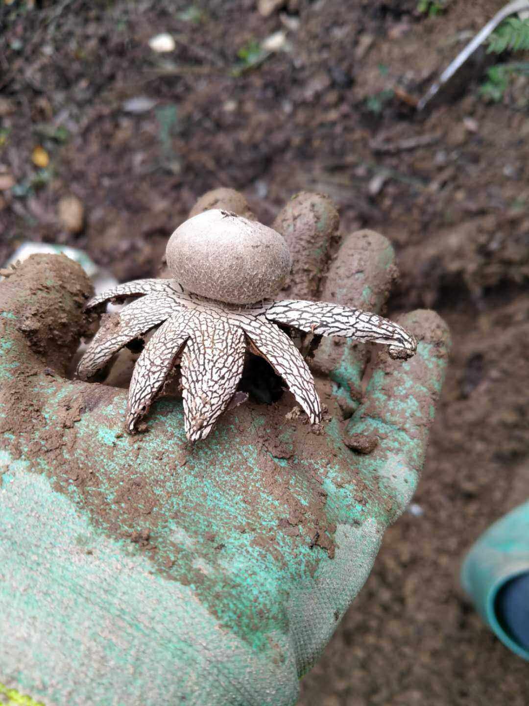 硬皮地星野生中草药材种苗种子菌类植物