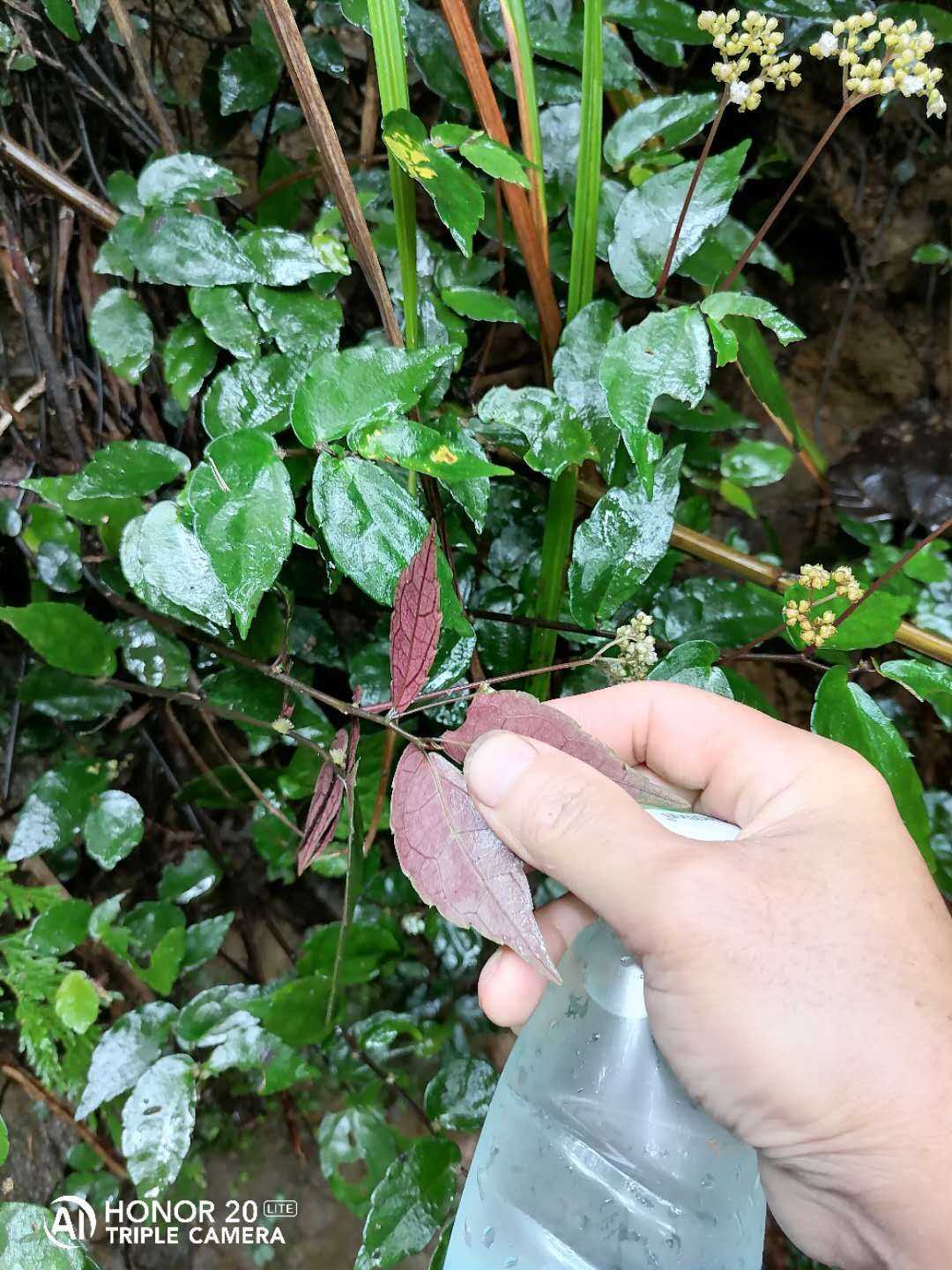 紫背金银草药图片图片