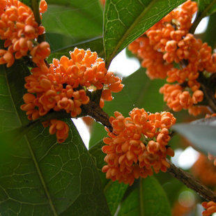 2020年蒲城丹桂桂花茶食用级散装50g