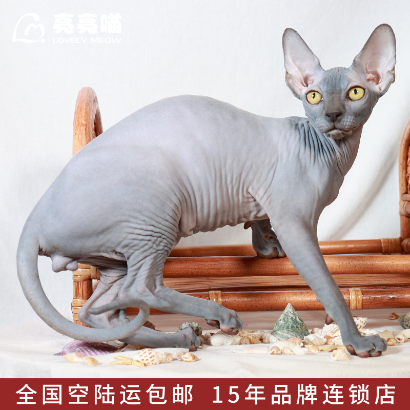 亮亮喵无毛猫比鲁斯加拿大小猫咪幼崽活体猫咪活物斯芬克斯宠物猫