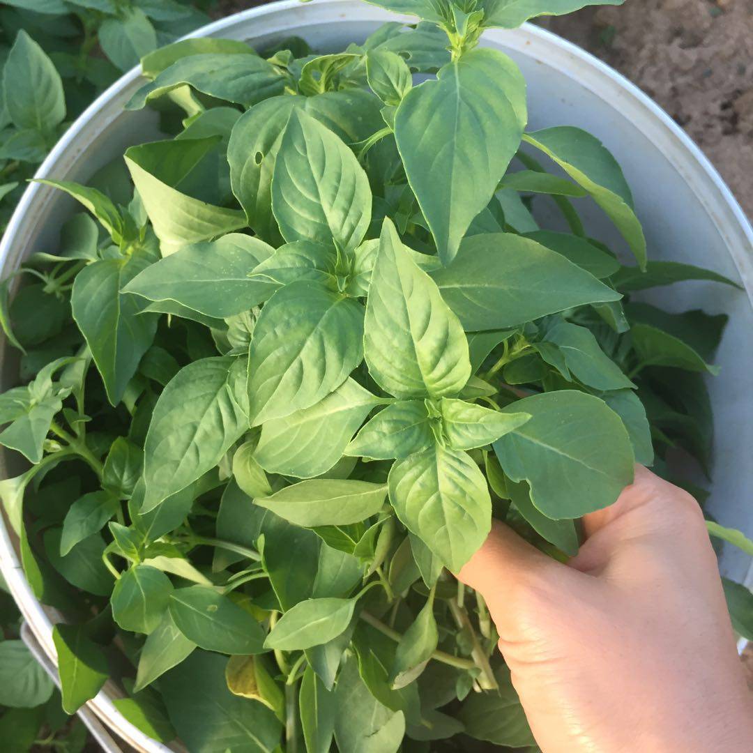 1斤河南新鲜荆芥菜现摘发货茎芥大叶农家菜广东顺丰包邮