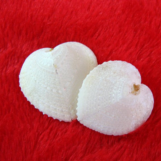 心形贝壳鸡心贝 奇特惊喜定情信物老婆女友生日礼物橱窗设计道具