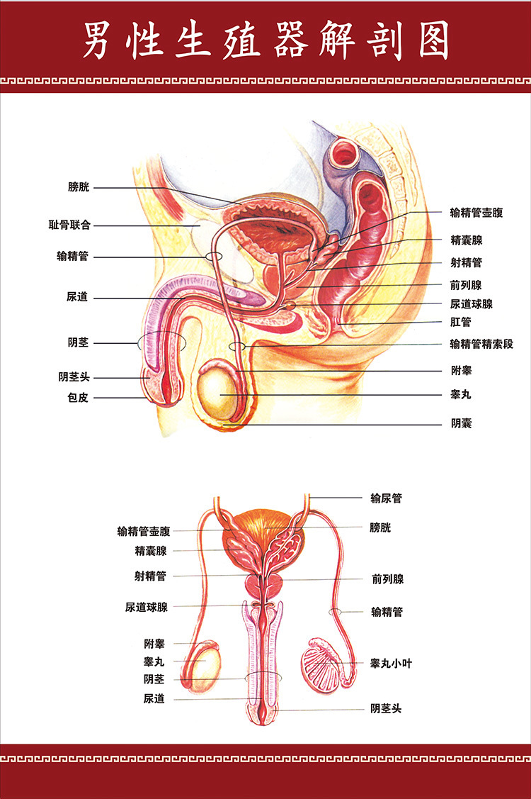 生殖系统简图图片